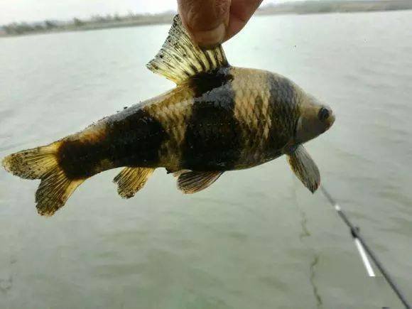 后来得知此鱼学名叫华鳈又名花鱼,石鲫鱼,是一种生活于水体中下层的