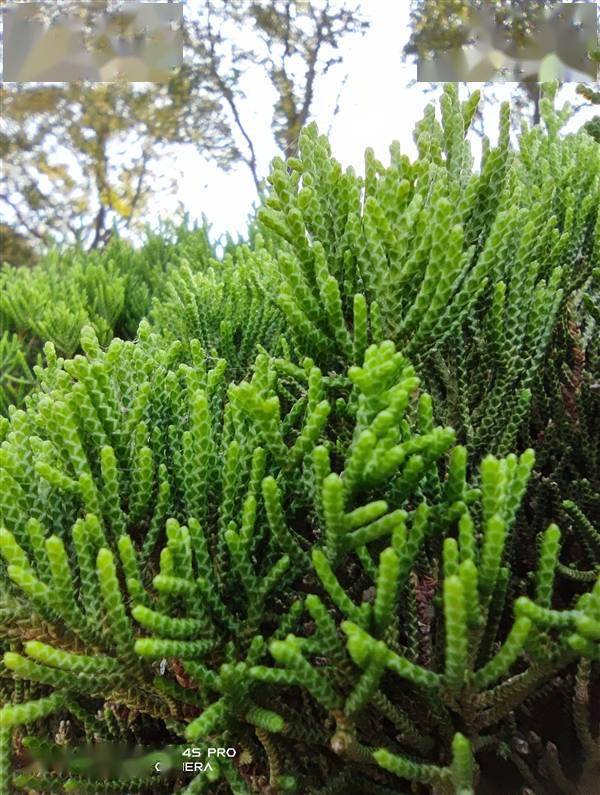 跑分首次破百万！黑鲨4S Pro评测：武装到牙齿的游戏机皇