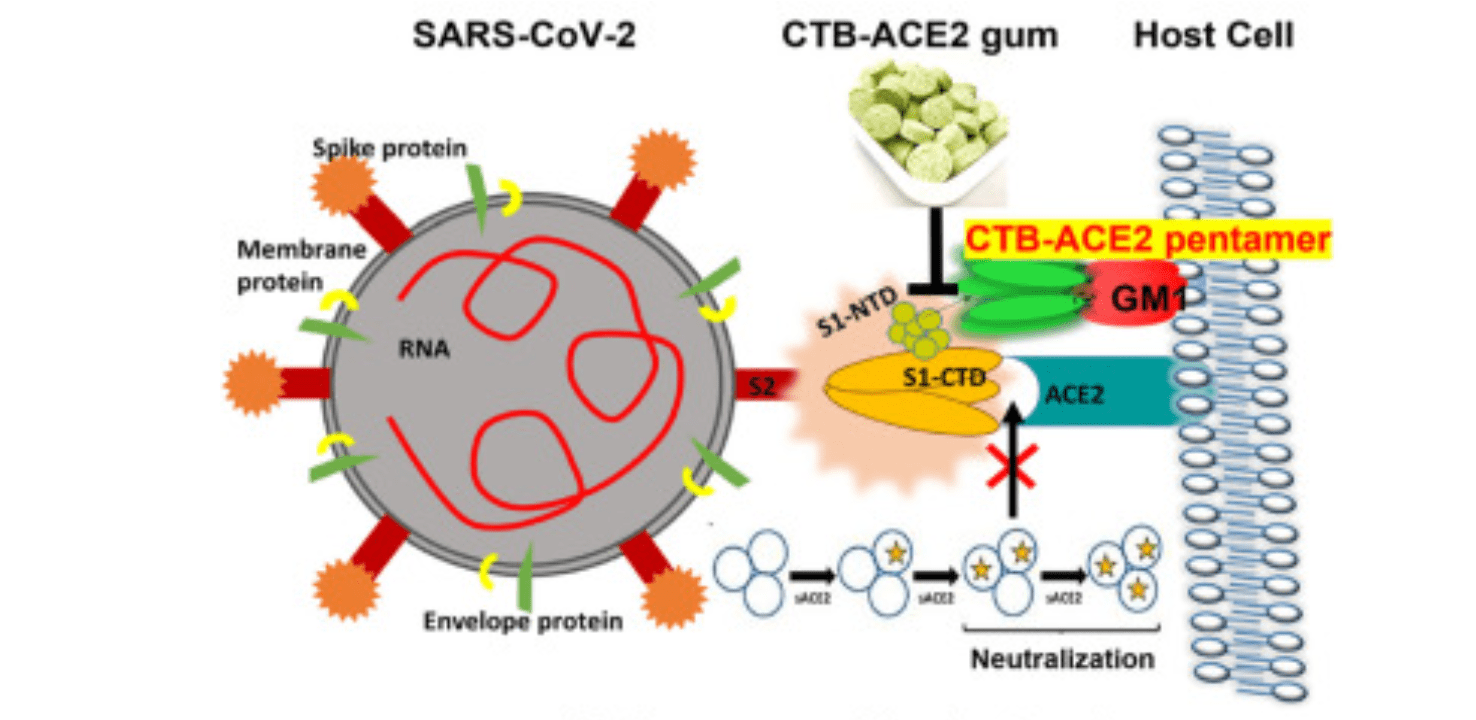 来，嚼可以“捕获”新冠病毒的口香糖