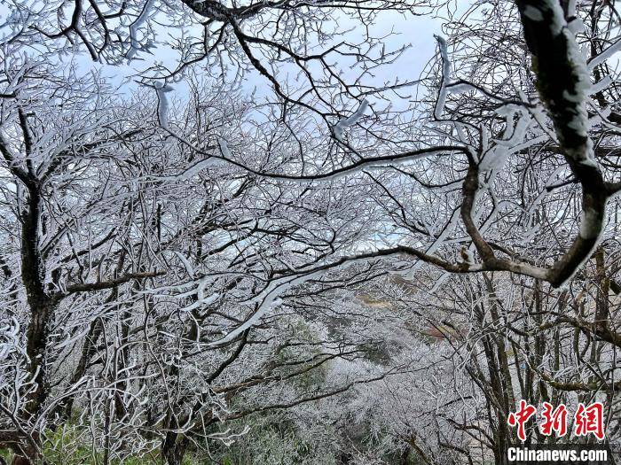 桂北高寒山區寒潮下樹木一夜