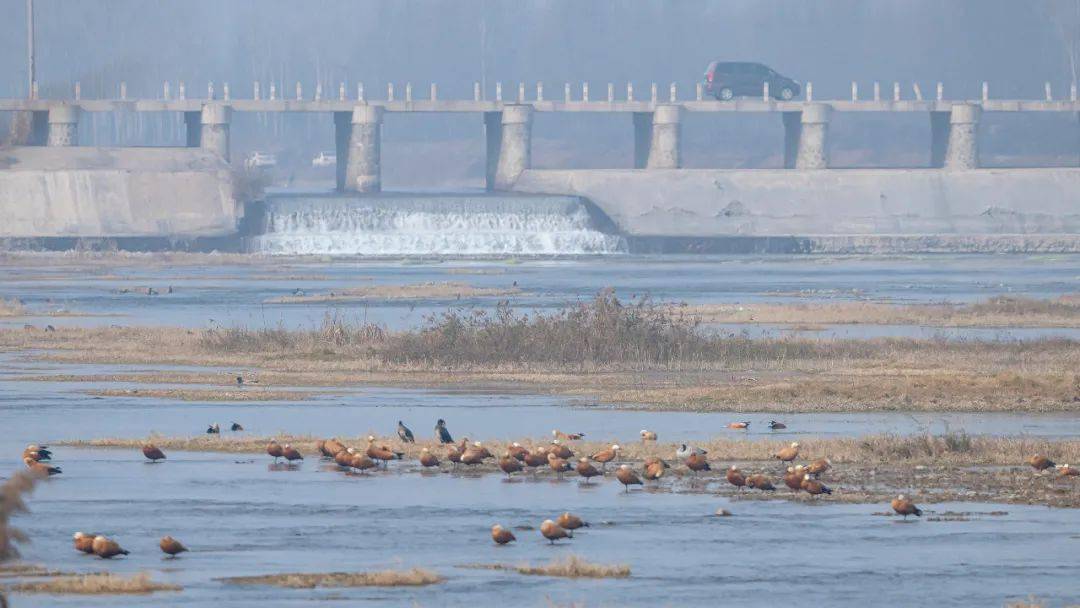 初冬的易水河成了鸟儿的天堂