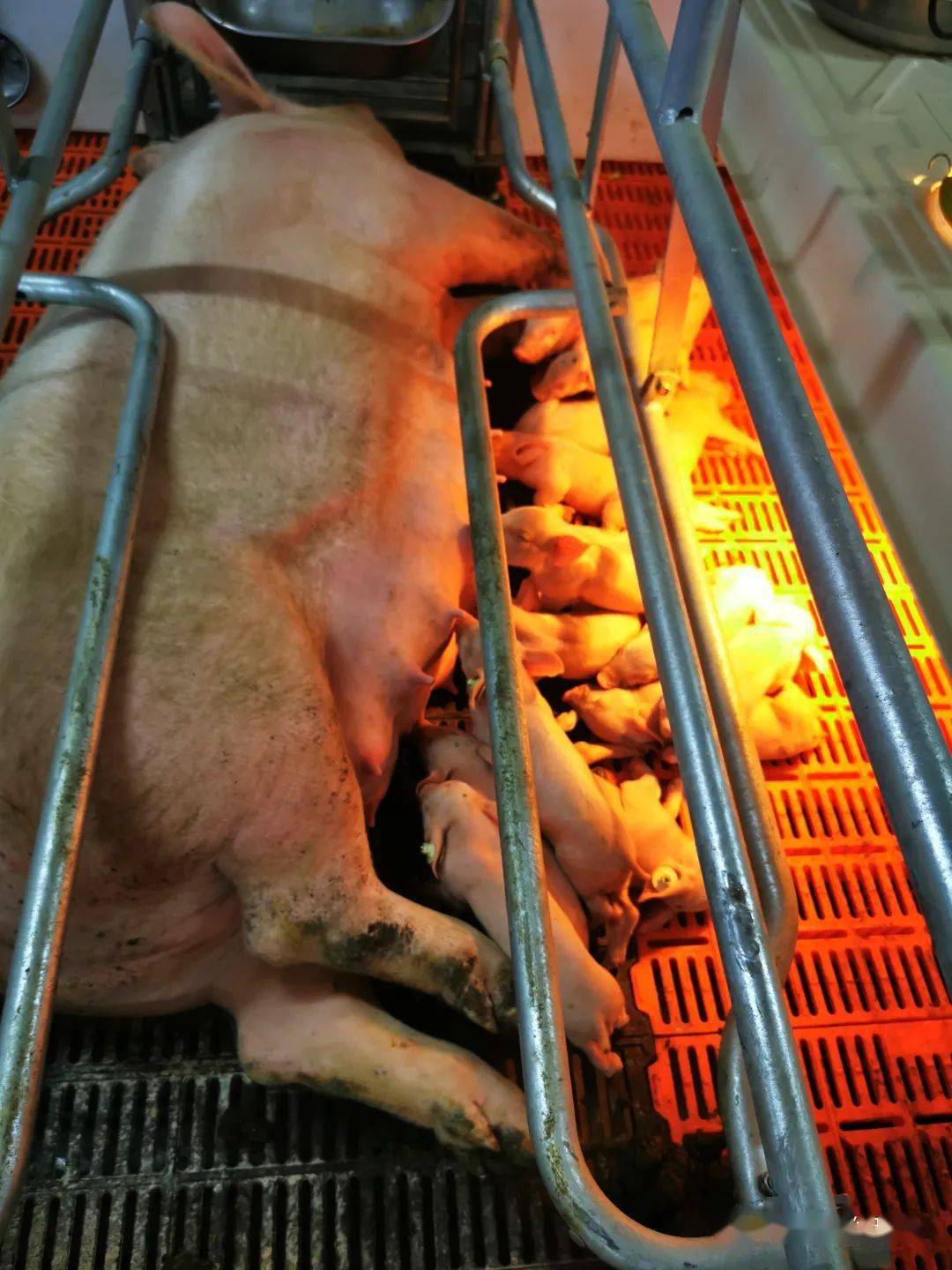 信不信,产床保温灯的放置位置影响母猪的采食量和仔猪成活率?