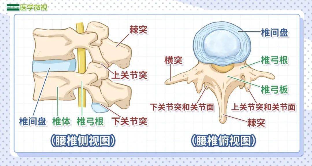 腰椎滑脱与腰椎间盘突出有何不同能治好吗