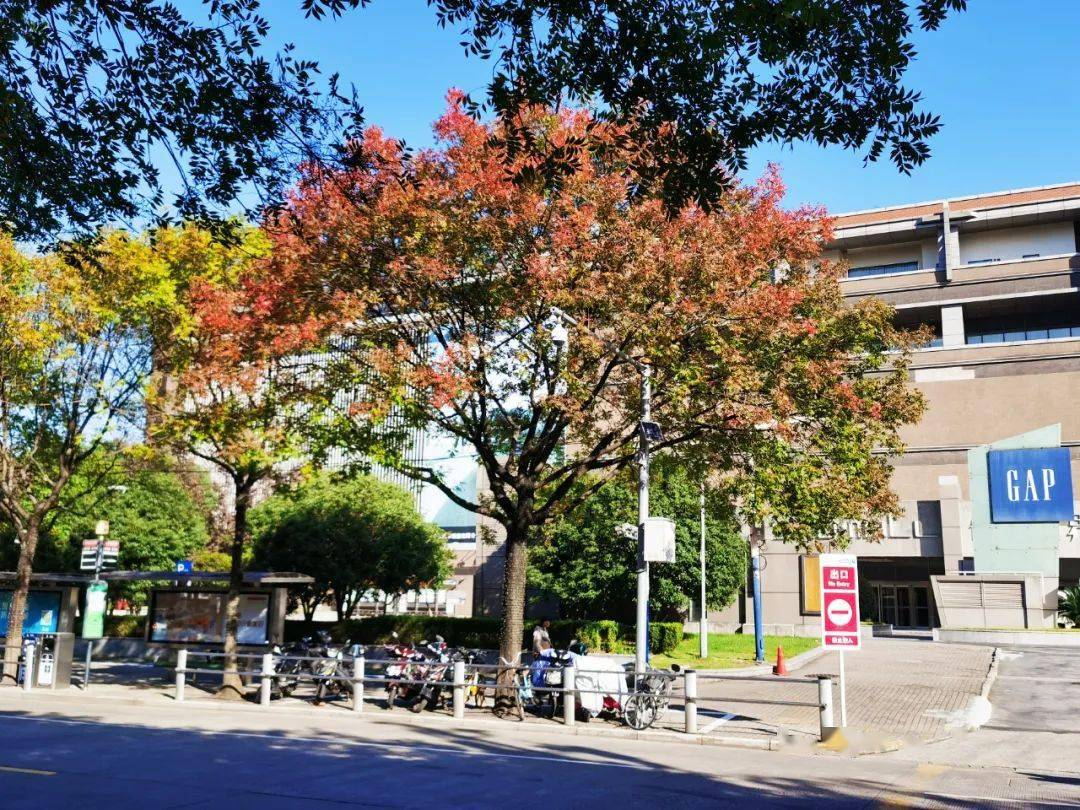 红红橙橙黄黄!度假区阳光大道上的重阳木次第变色ing