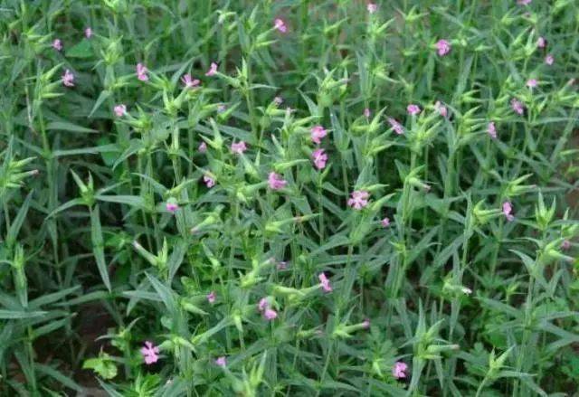 农村一种野草,名为"王母牛,王不留",常用来下乳,对女人很好_药草