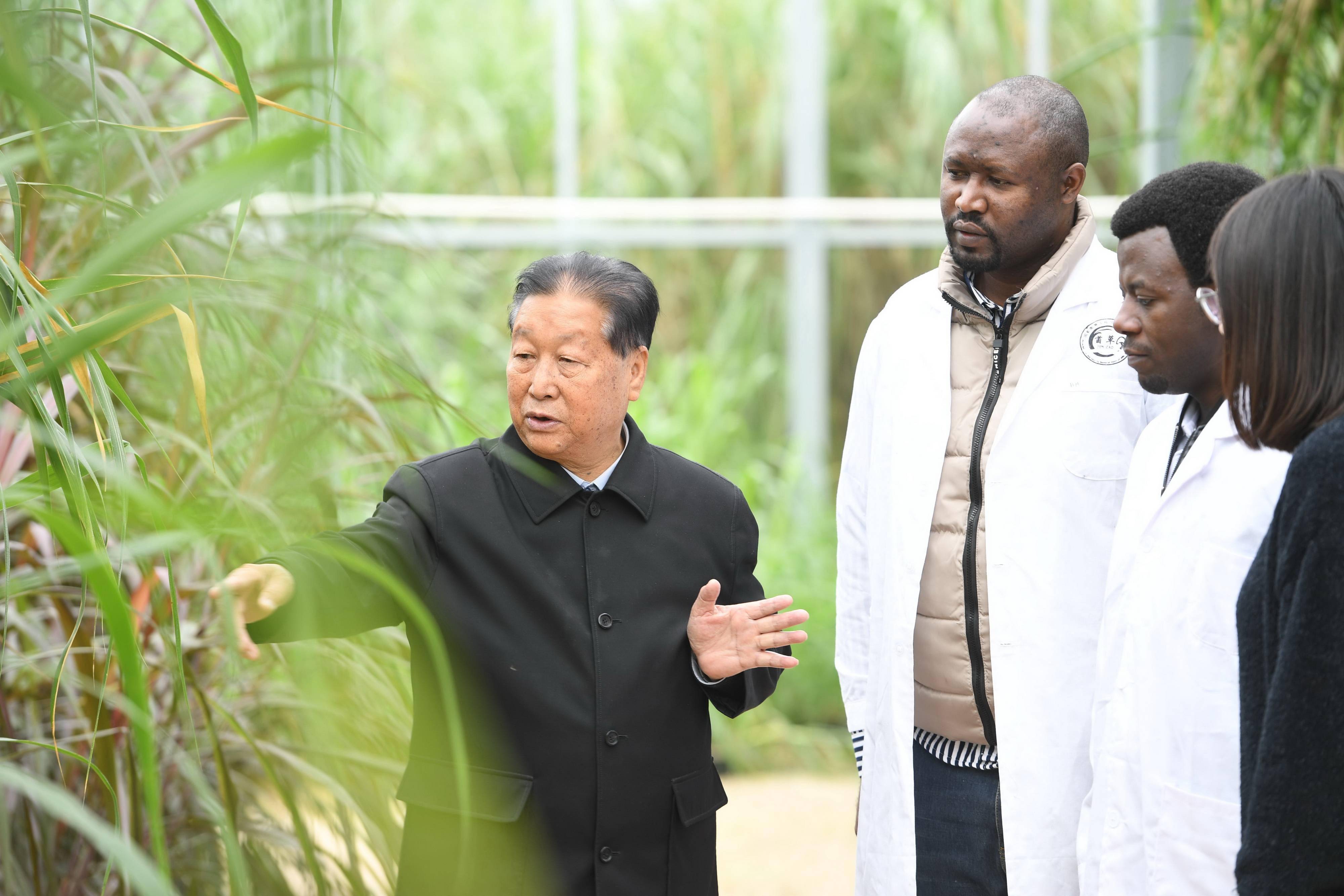 "菌草之父"林占熺 "一带一路"惠民生_技术