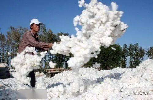 收购大幕落下棉农稳赚了轧花厂不敢加工棉花了