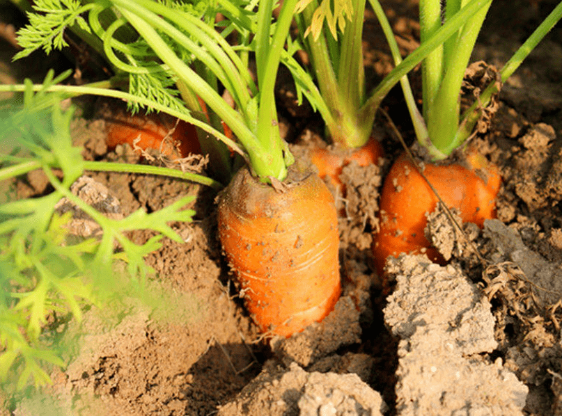 欢乐拔萝卜,摘青菜 大自然的一草一木,一植一物 都对孩子们有着深深的