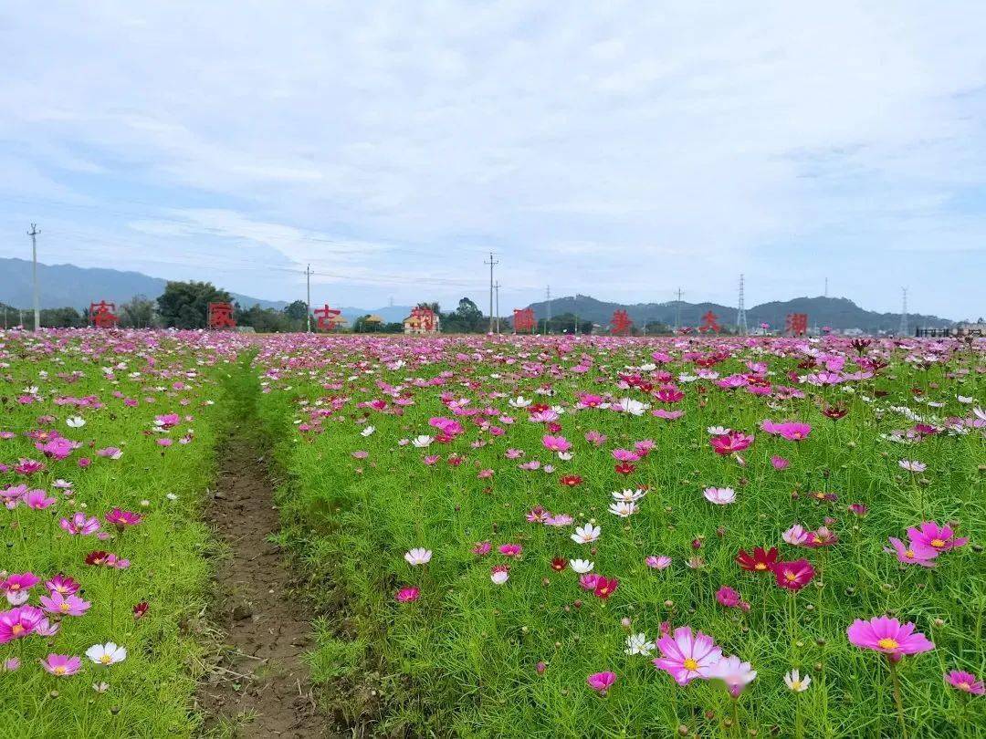 河源大湖寨花海图片