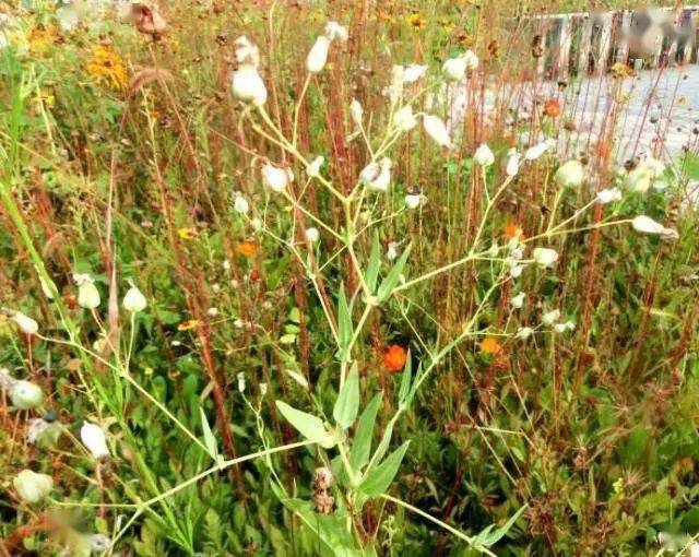 农村一种野草名为王母牛王不留常用来下乳对女人很好