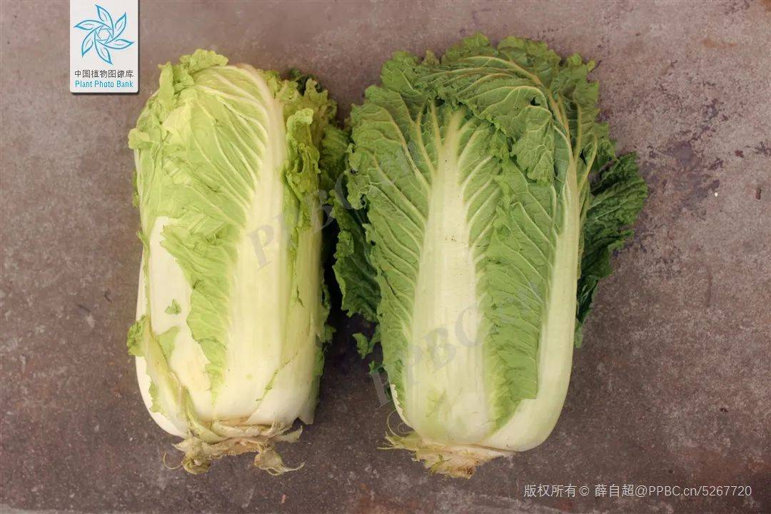 白菜究竟是什么菜 西兰花是不是花 十字花科了解一下 食用 植物 花椰菜