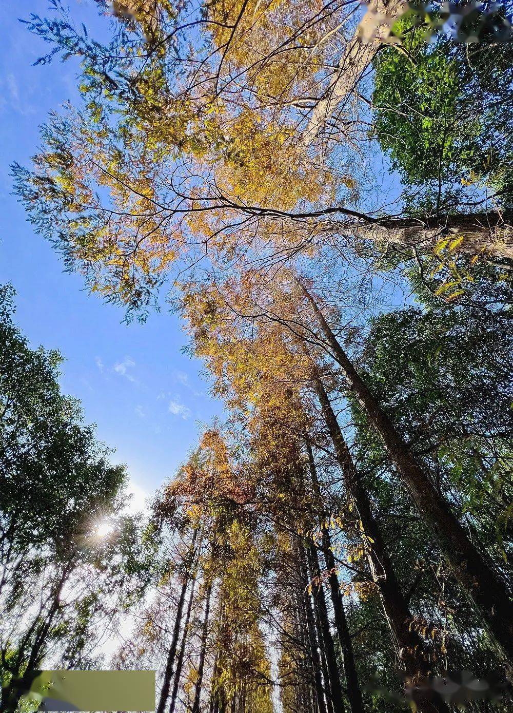 郊野|松江这两座公园“红”了，随手一拍就是大片，快来打卡！