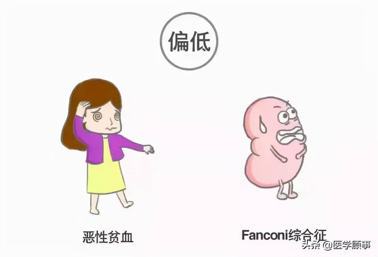 肾功能检查包括血肌酐,血尿素氮,血及尿—微球蛋白,尿白蛋白,尿免疫球