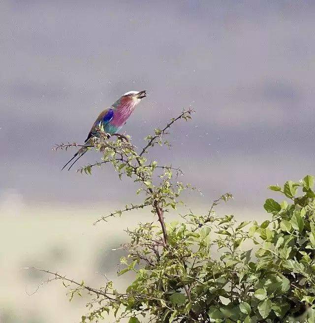 来看看这些动物你认识几个 火烈鸟 草原 鸟类