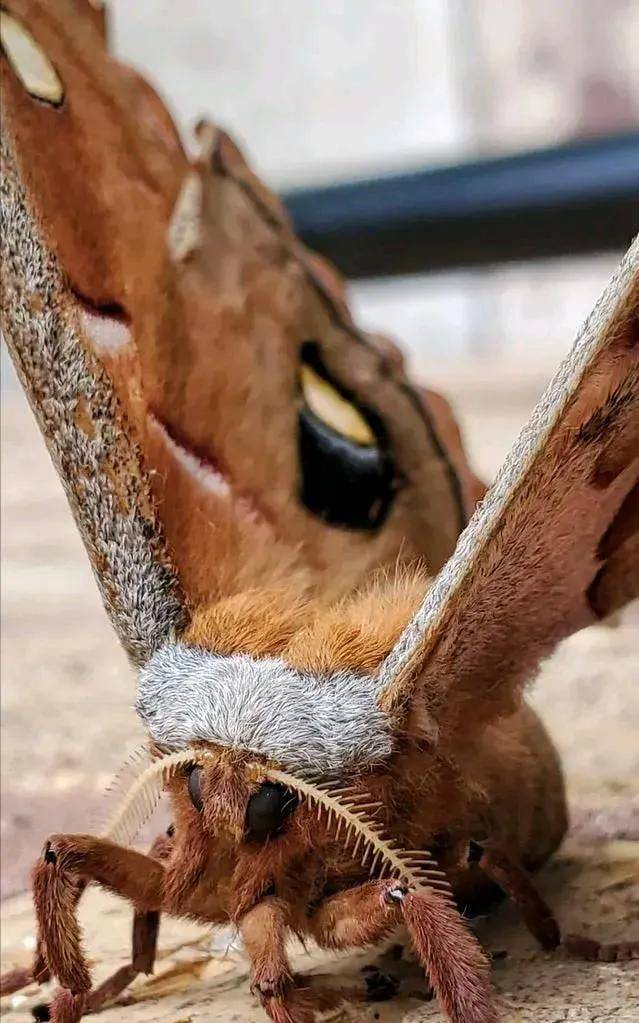 動物界奇異生物抓拍,讓人大開眼界