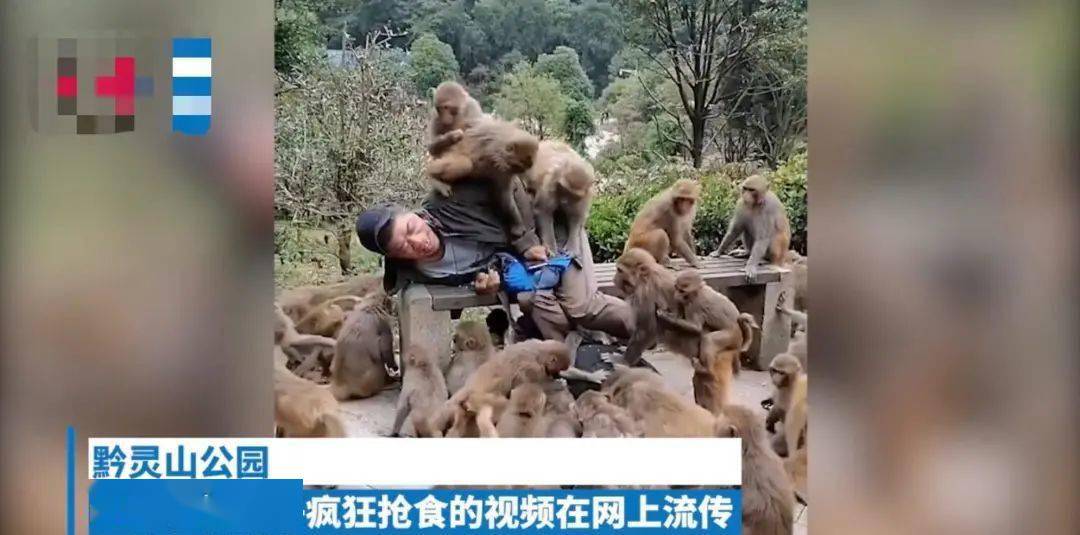 惊贵阳黔灵山的这只猴子徒手爬30多层楼入户女主播家打劫