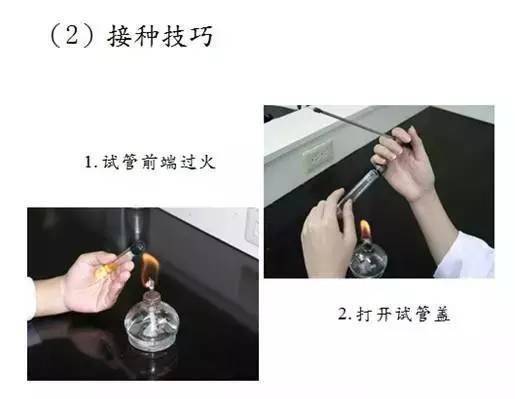 协作应轻,准;(4)接种用具在使用前,后都必须灼烧灭菌;(3)在正火焰上方