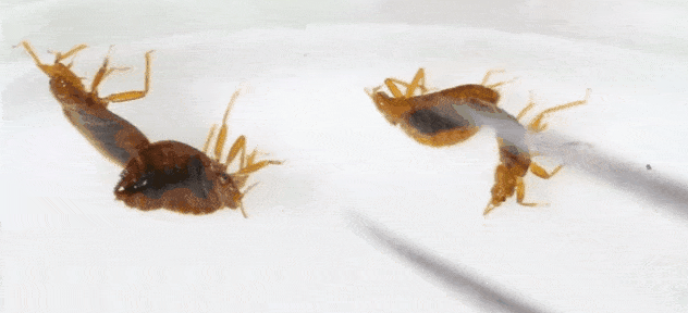 edd97238fb884dd0a20cda030c622fad.gif