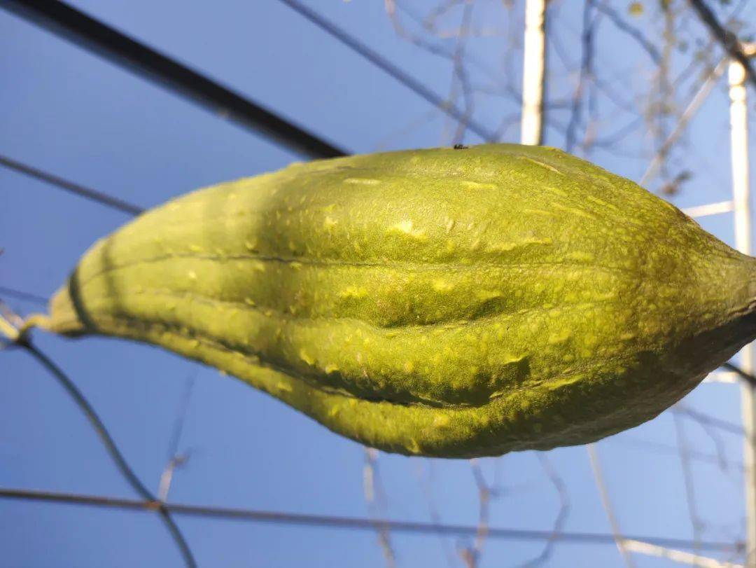 故城县龙凤贡面专用麦产销专业合作社故城县宝竹贡面食品厂河北绿康