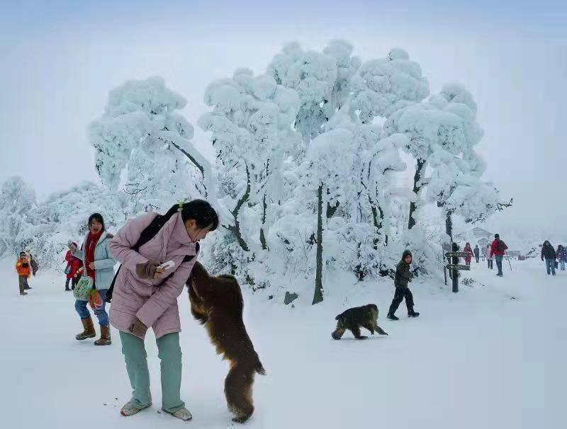 乐园|峨眉山12月15日起执行淡季票价110元/人，冰雪温泉节12月18日开启