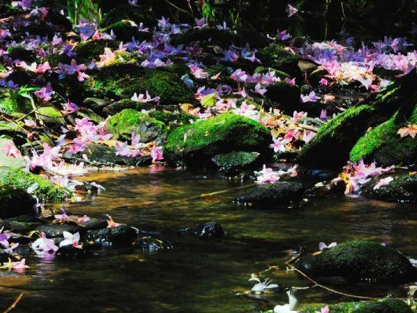 云雾|山在观山色，雨来听雨声