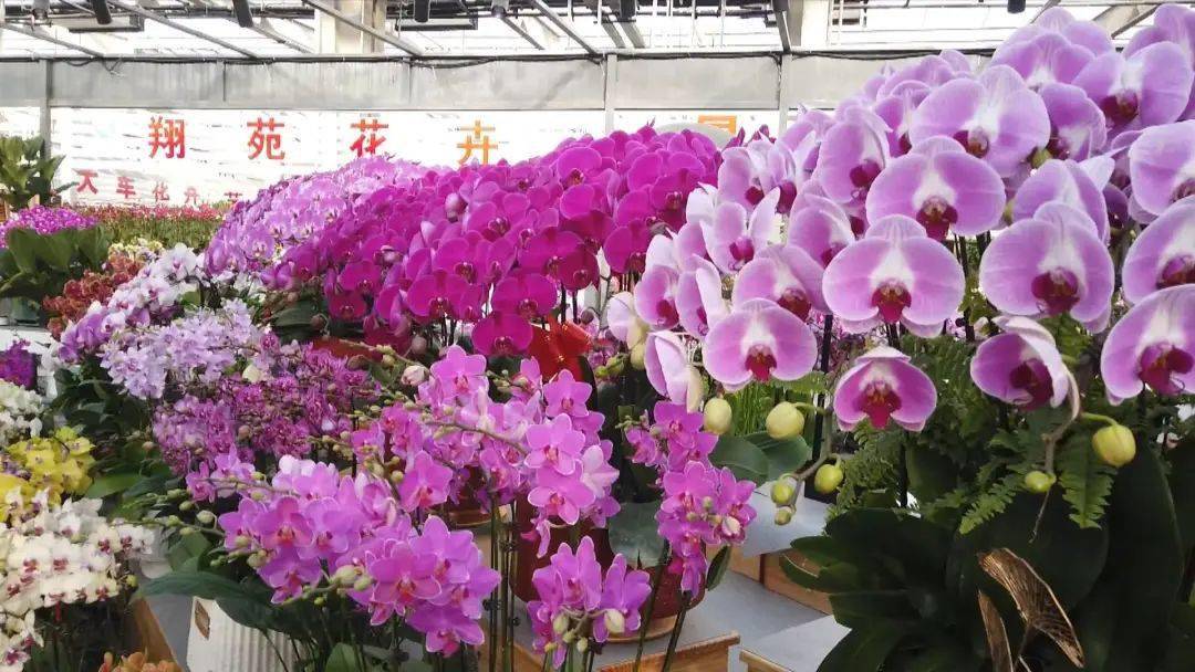 天津大型花卉市场图片