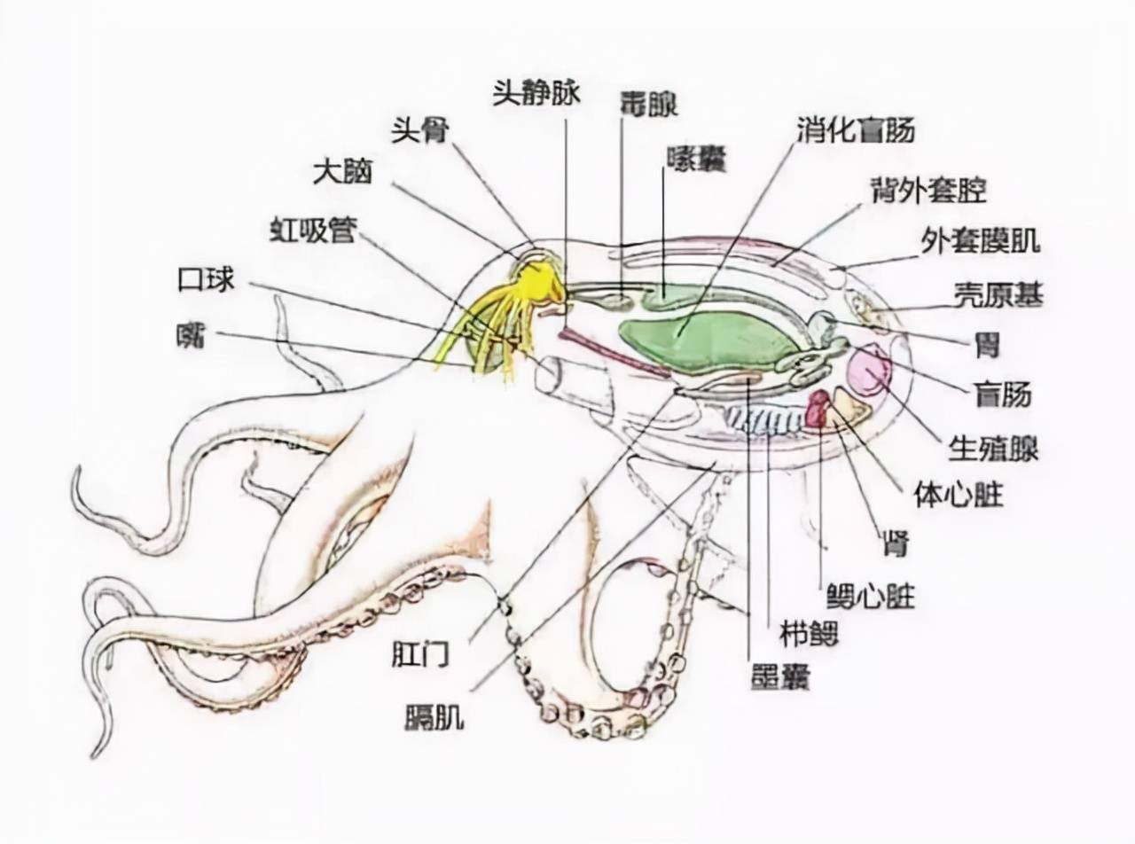 章鱼智商高到无法理解科学家研究表明它们可能是外星生物