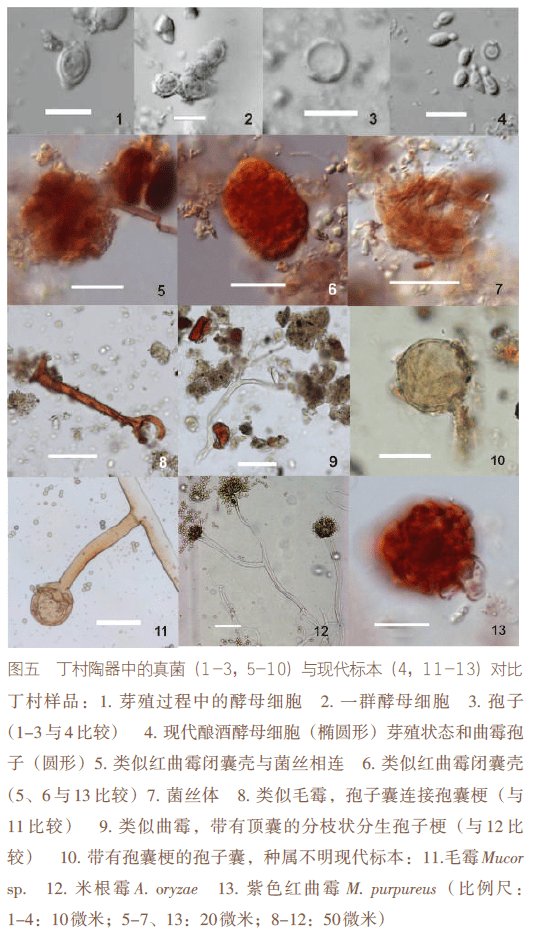 自制红曲霉菌图片