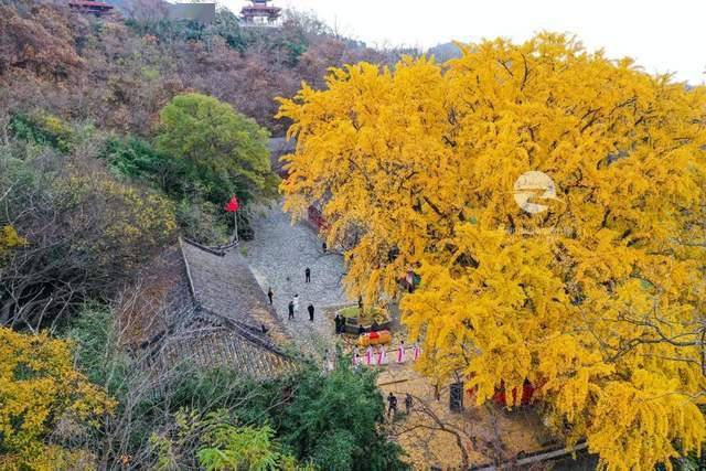 落叶|这一美，足足美了1000年！