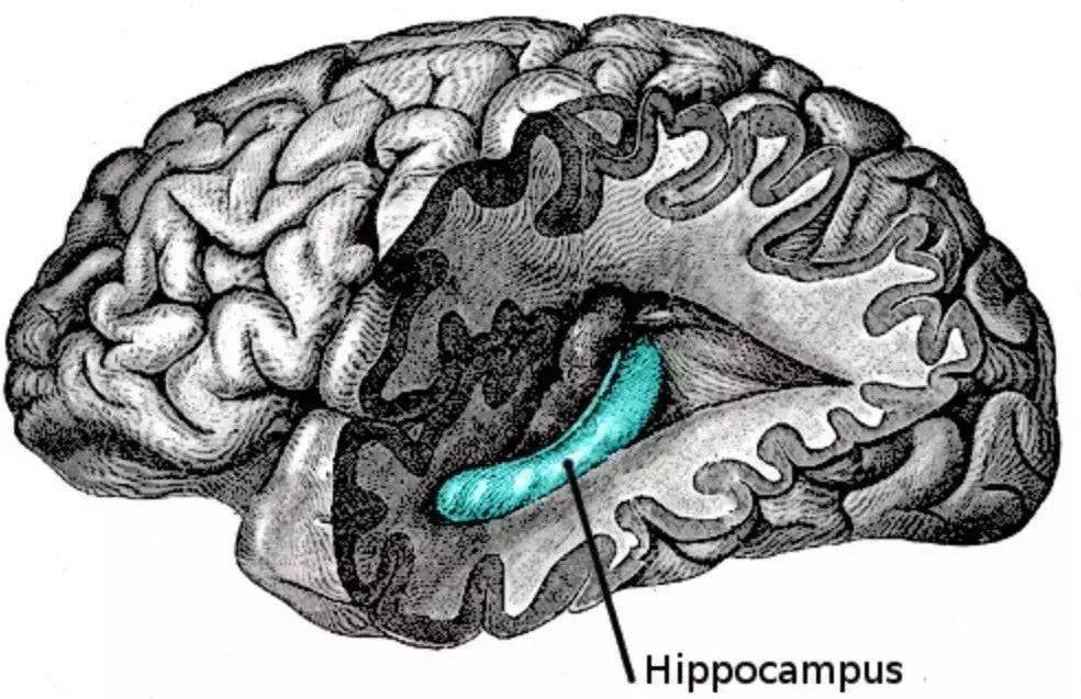 身体|【深读】@日照的家长都来看看！纽约大学脑科学研究：你永远想不到运动能让孩子的大脑变得多么强大