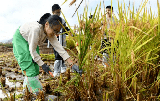 接地氣的陽光少年諸暨市勞動教育開展有聲有色