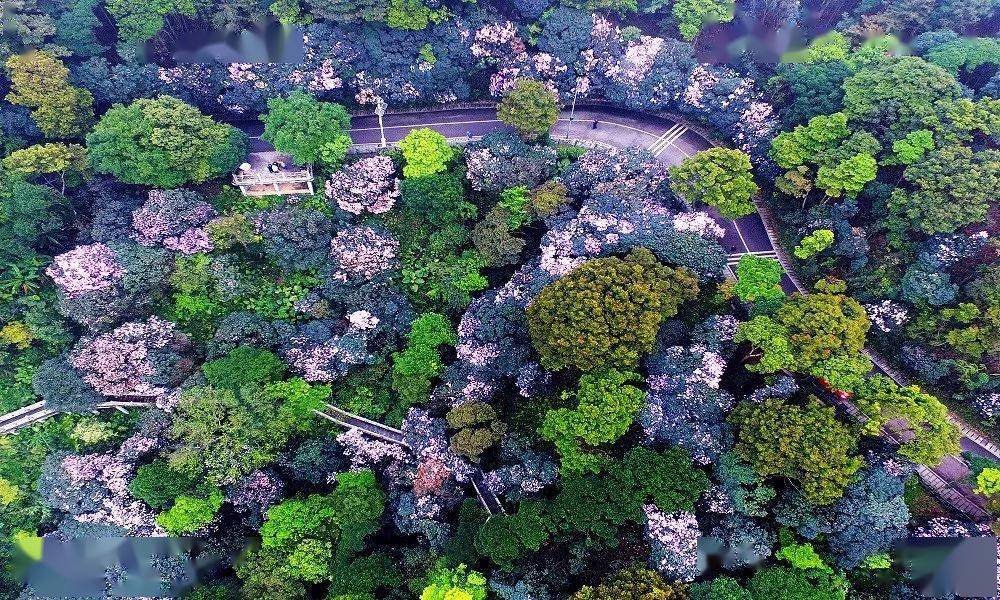 藏不住了!梧桐山入选广东最美旅游目的地