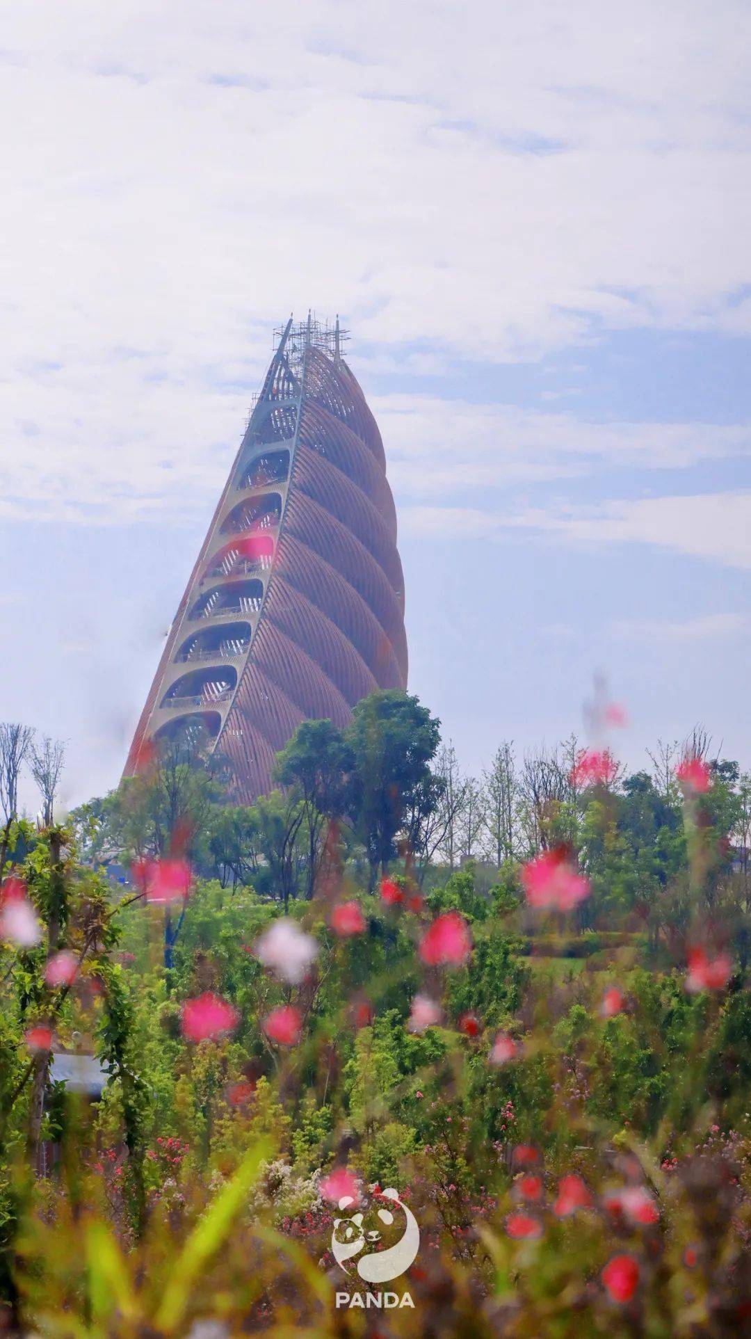 准备好了 所谓春笋 蓄势而待发 熊猫基地 成都 弧形