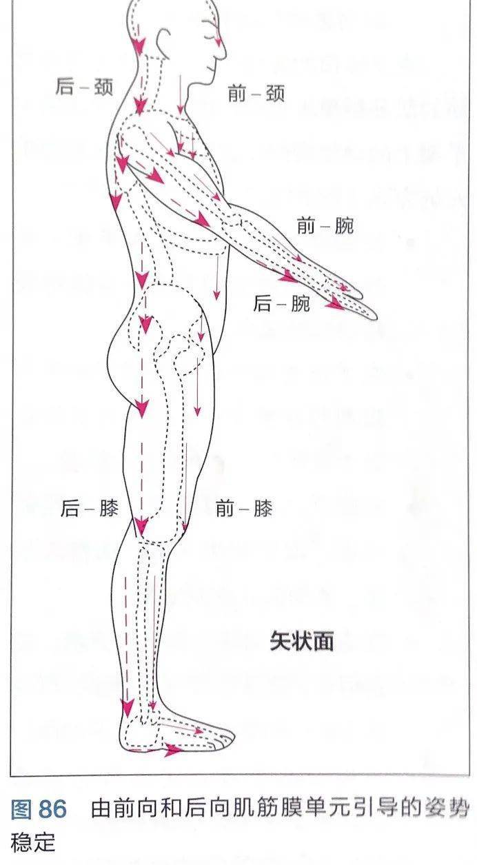 運動康復肌筋膜序列與姿勢的關係