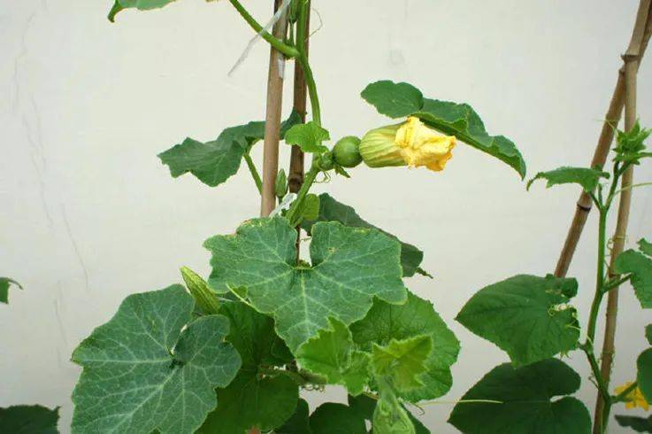 第一次阳台盆栽种南瓜先看4个技巧比了解种植步骤更重要