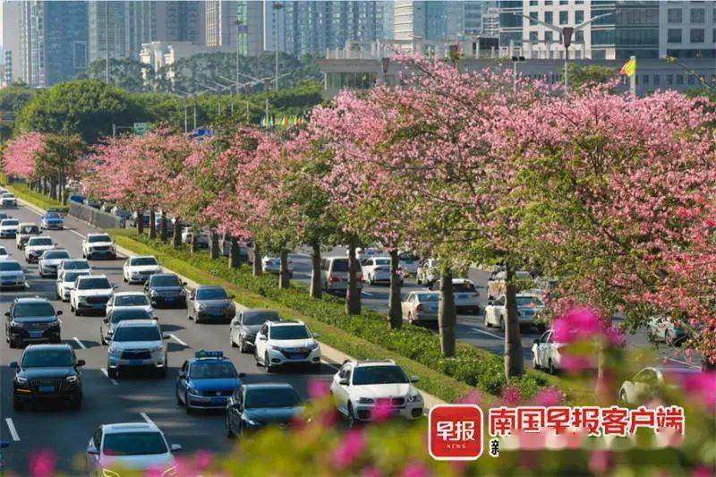 南宁粉色花街惊艳全城快去打卡