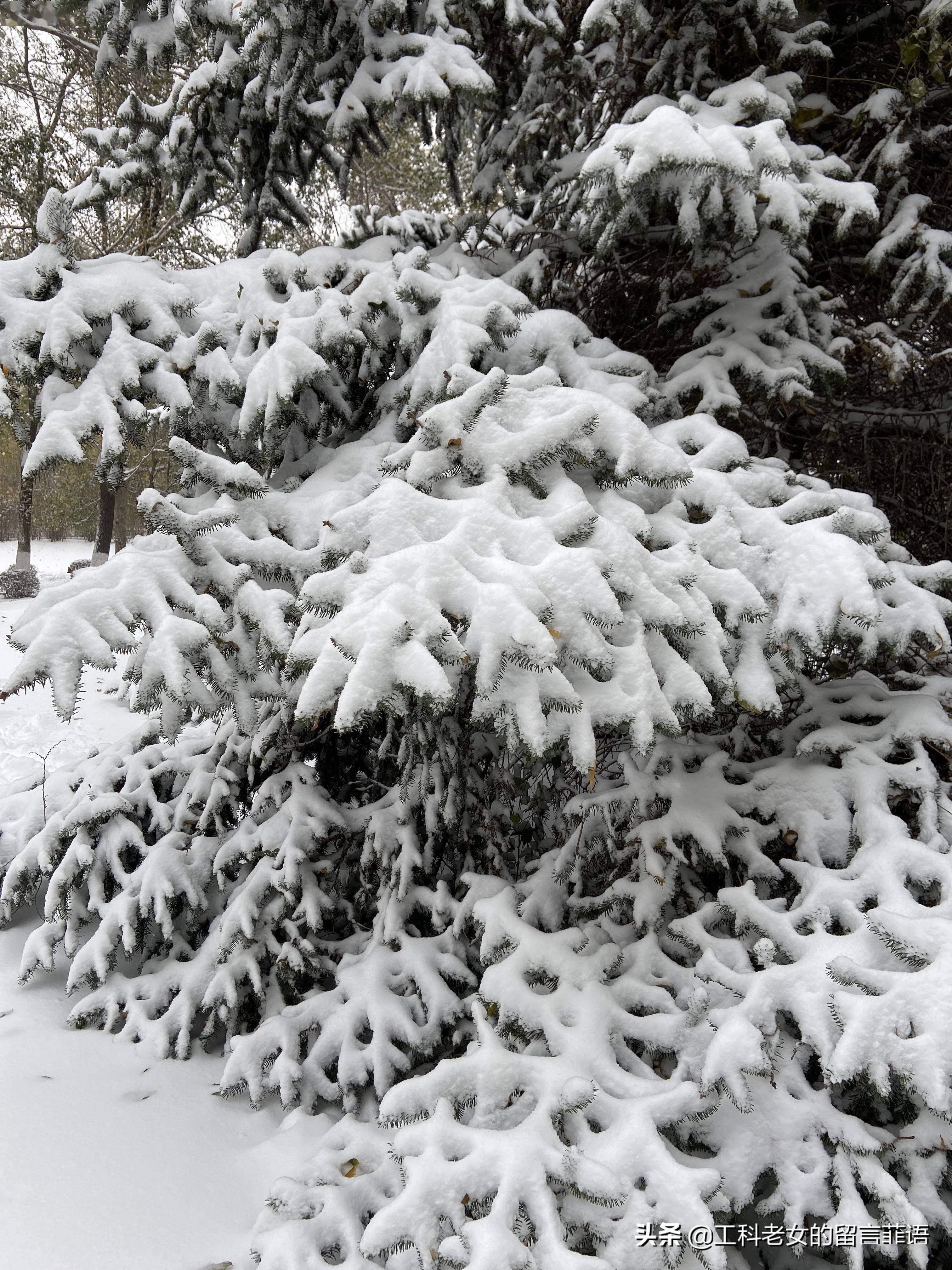 其实,最为纯沈阳人"大雪压青松"也不是每年冬天都有的.