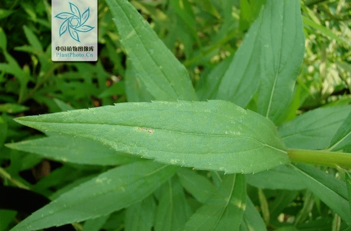 加拿大一枝黄花,别名黄莺,是全球"十大恶性杂草"之一,被称为"生态