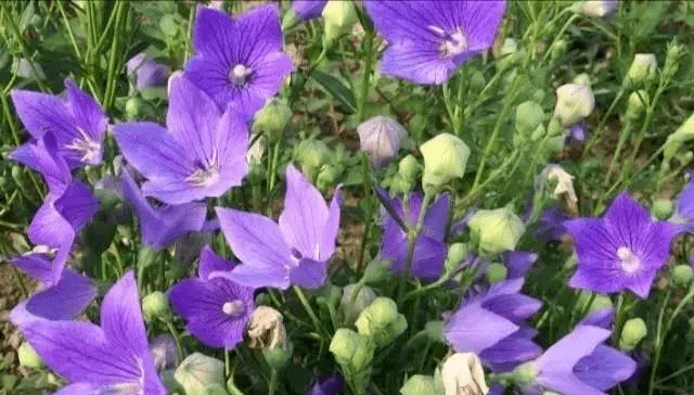 c5d2998fd72545c9b87b972554a57ba3.png