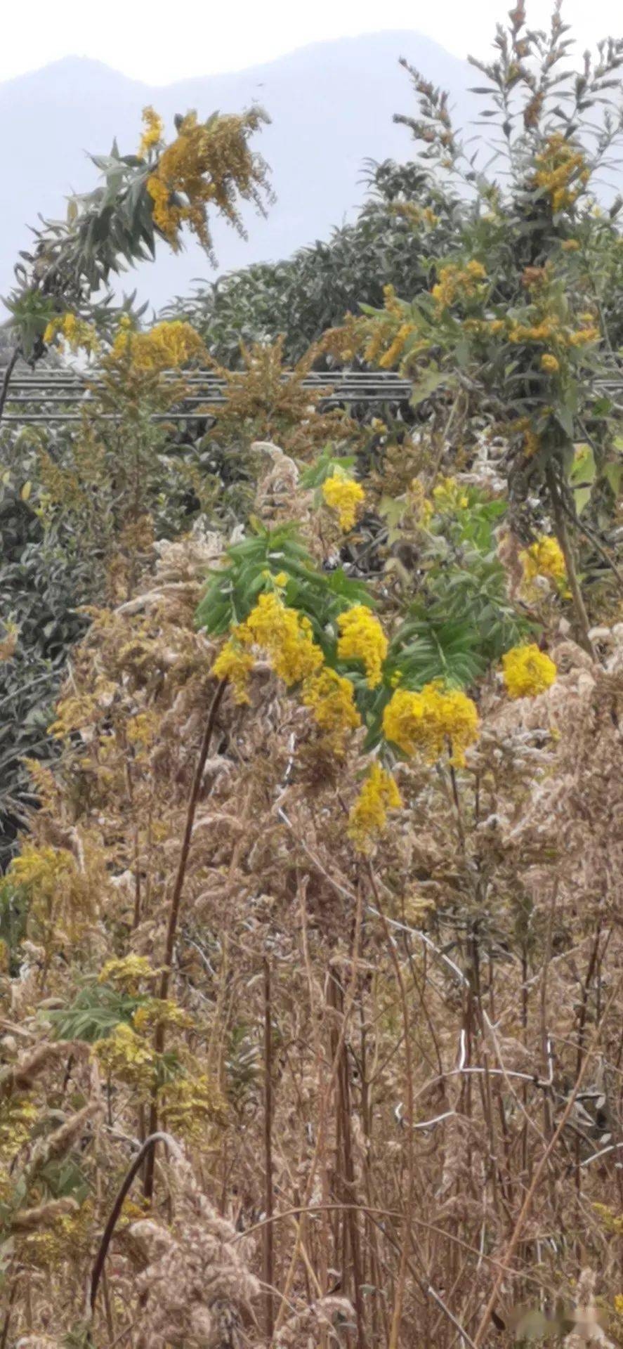 生态杀手通缉令植物图片