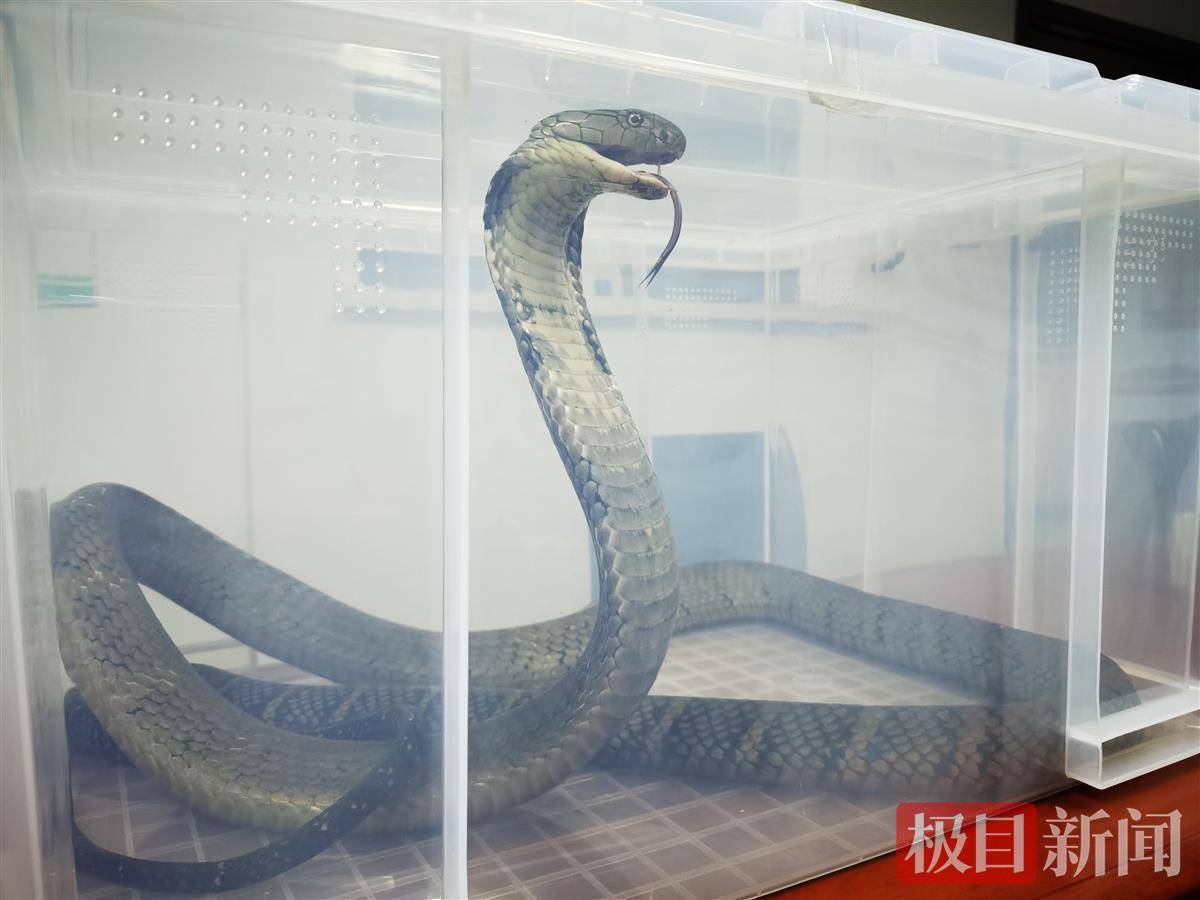 海关截获4米长活体眼镜王蛇,抓捕场面惊险异常