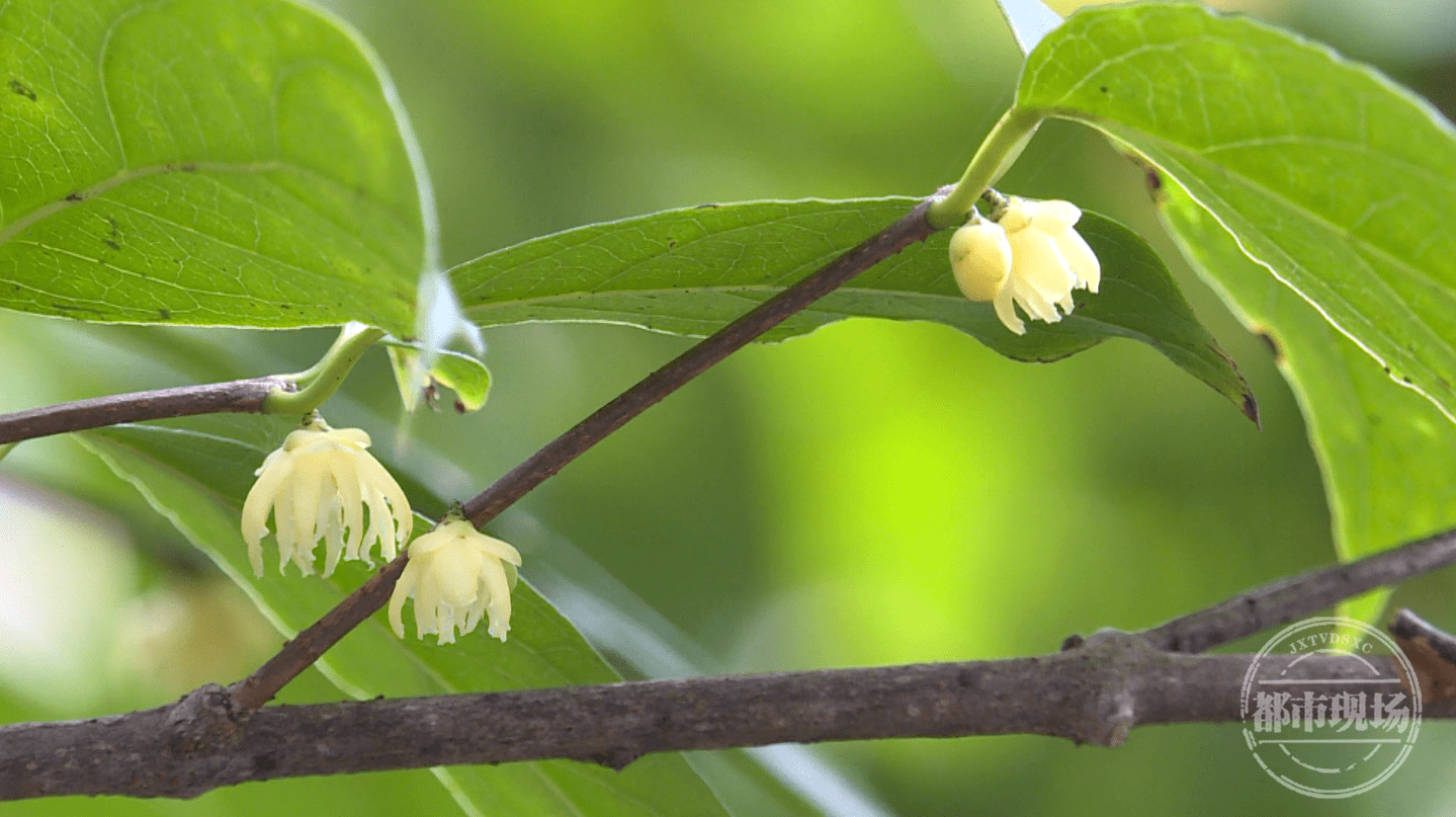 江西安远野生突托腊梅,太美了_保护_来源_种群
