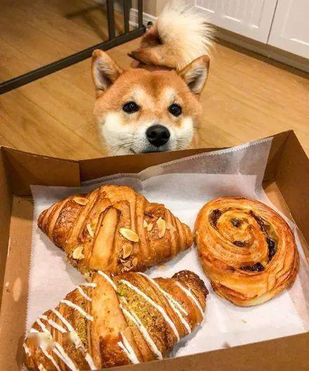 主人刚把几个面包放在桌子,狗子就出现在面前盯着,口水都快流地上了!