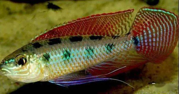 皇冠棋盘短鲷皇冠棋盘短鲷,别名喷点棋盘鲷,为鲈形目,慈鲷科,双缨丽鱼