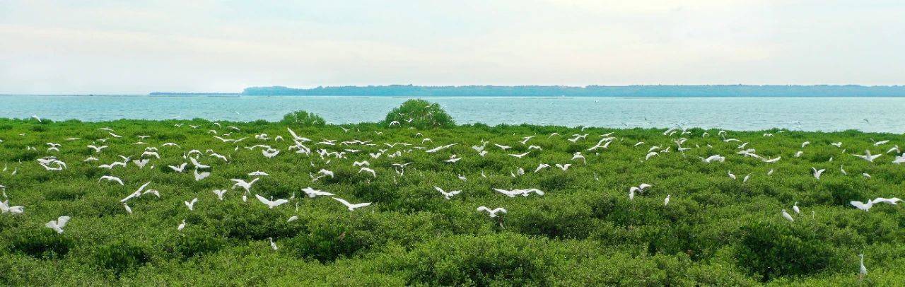 全球递减 湛江逆增 湛江红树林面积逆势递增