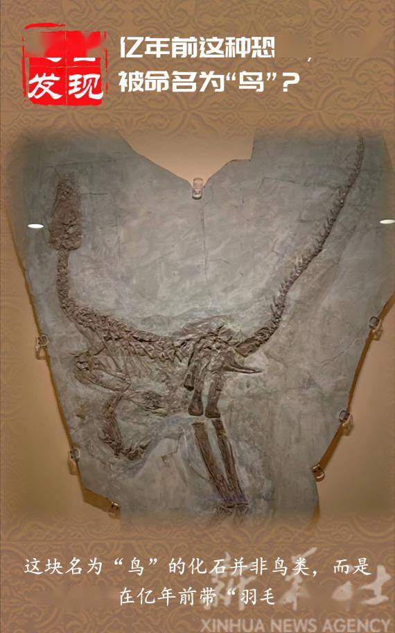 揭秘恐龙化石丨亿年前这种恐龙，为何被命名为“鸟”？