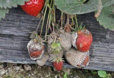 【贛南種植】草莓:大棚草莓缺素症的防治技巧!_葉片_方法_症狀