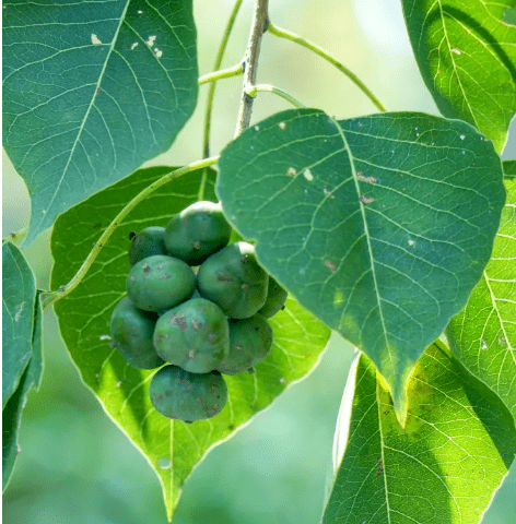 圖片來源:植物圖鑑烏桕的果實是很特別的,剛長出時是綠色的,後來漸漸