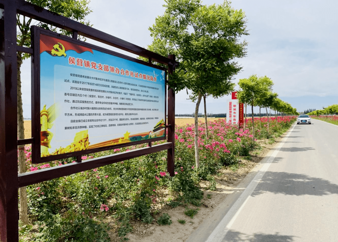 【支部领办合作社】聊城市东昌府区侯营镇侯营社区:鲜花铺就集体增收