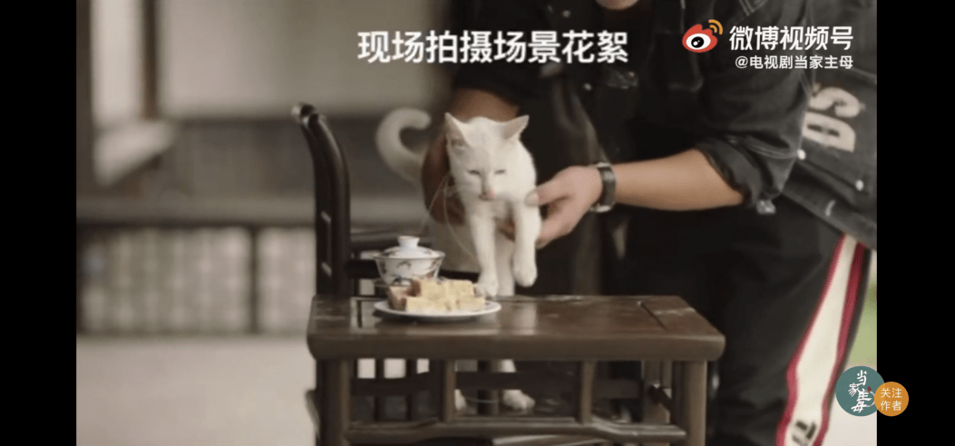 白猫|“当家主母”猫咪事件再升级 该剧群演发声：猫被注射不明液体 我不站出来不配做人